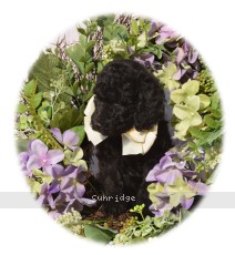 Willow, a black female Standard Poodle puppy