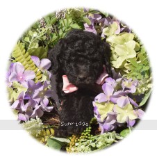 Ziba, a silver female Standard Poodle puppy