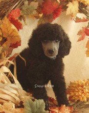 "Echo" Amandi Echos In The Birdpatch, a silver female Standard Poodle