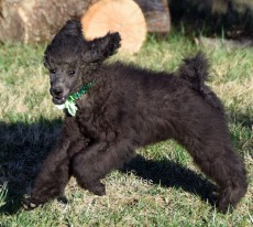 Judah, a blue male young adult Standard Poodle