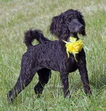 Sara, a black female Standard Poodle puppy