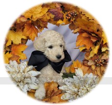 Bancroft, a white male Standard Poodle puppy for sale