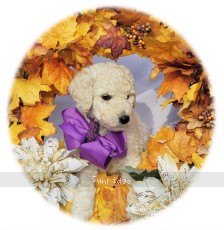 Penina, a cream female Standard Poodle puppy for sale