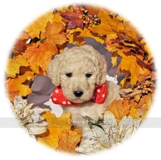 Riel, a cream female Standard Poodle puppy for sale