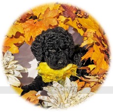 Yonada, a silver female Standard Poodle puppy