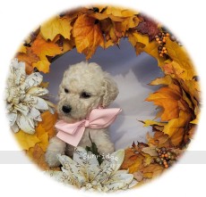Peace, a white female Standard Poodle puppy