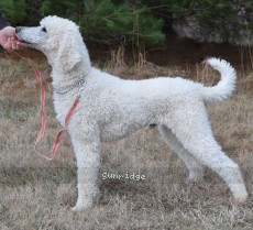 Rudy, a white male Standard Poodle for sale