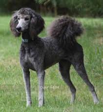 Padgette, a silver female Standard Poodle for sale