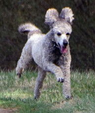 "Pattie" Sunridge Goddess Of Peace, a silver female Standard Poodle