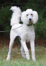 Rudy, a white male Standard Poodle