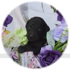 Glendon, a silver female Standard Poodle puppy for sale