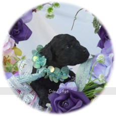 Liberty, a silver female Standard Poodle puppy for sale