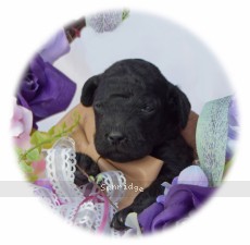 Burl, a blue male Standard Poodle puppy for sale
