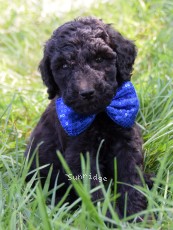 Barton, a silver male Standard Poodle puppy for sale