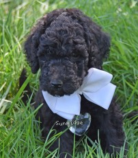 Waldon, an abstract silver male Standard Poodle puppy for sale