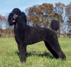 "Skye" X. Skye of Sunridge, a blue female Standard Poodle