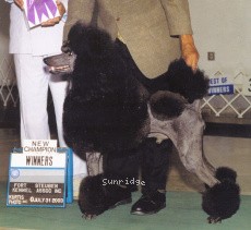 "Percy" Versailles Color Me Bad, AM CH, a blue male Standard Poodle