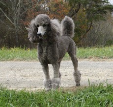 "Rheanna" Sunridge Midnight Moondance, a silver female Standard Poodle