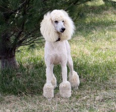 "Elke" Sunridge Untouchable Elegance, a white female Standard Poodle