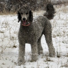 "Paris" Sunridge Crystal Masterpiece, a silver female Standard Poodle