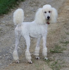 "Lenox" Sunridge Forever Untouchable, a white female Standard Poodle