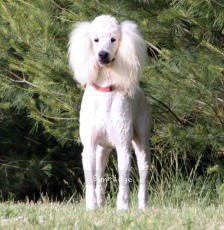 "Spencer" Sunridge Unforgettable Dreamz, a white male Standard Poodle