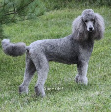 "Crystal" Sunridge Crystal Vision, a silver female Standard Poodle