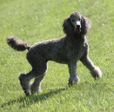 "Porcha" Sunridge Crystal Princess, a silver female Standard Poodle