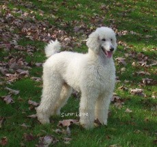 "Shimmer" Sunridge Shimmering Dreamz, a white female Standard Poodle