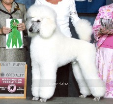 "Elliott" Timber Ridges Untouchable, CH, a white male Standard Poodle