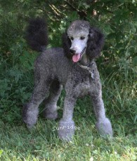 "Leaha" Sunridge Untouchable Twilight Princess, a silver female Standard Poodle