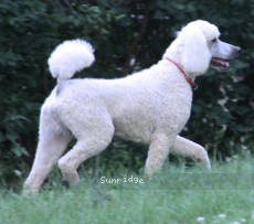 "Dexter" Sunridge Moonlight Dream Maker, a white male Standard Poodle