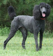 "Blue" Sunridge Midnight Blue, a blue male Standard Poodle