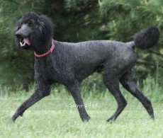 "Blue" Sunridge Midnight Blue, a blue male Standard Poodle