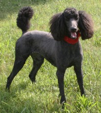 "Zia" Sunridge Princess of My Dreamz, a blue female Standard Poodle
