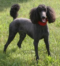 "Zia" Sunridge Princess of My Dreamz, a blue female Standard Poodle for sale