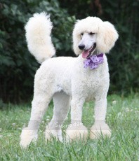 "Penny" Sunridge Unforgettable Crystal Dreamz, a cream female Standard Poodle