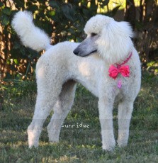 "Danni" Sunridge Princess in the Moonlight, a white female Standard Poodle