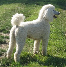 "Jewel" Amandi's Moonbeam, a white female Standard Poodle