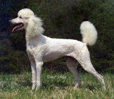 "Lilly" Sunridge Exquisite Lilly of the Stars, a white female Standard Poodle