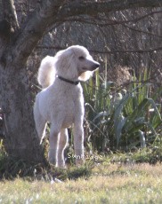 "Elton" Sunridge Untouchably Elite, a white male Standard Poodle