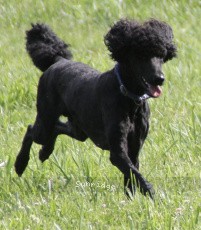 "Marz" Brienwoods Impressive Leap, a black male Standard Poodle