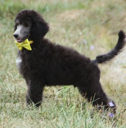 Sunridge Prince in the Midnight Moonlight, a abstract silver standard poodle puppy