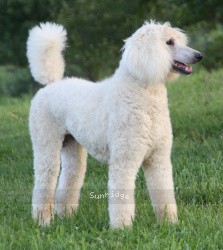 "Dreamz" Sunridge Sweet Dreamz in the Moonlight, a white female Standard Poodle