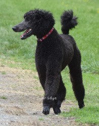 "Ripley" Sunridge Believe It Or Not, a blue male Standard Poodle