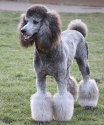 "Rocky" Mithril Rockin The Prairieland, a silver male Standard Poodle