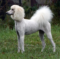 "Peaches" Sunridge Impressive Dreamz, a cream female Standard Poodle