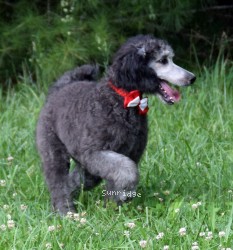Ramona, a silver female Standard Poodle puppy