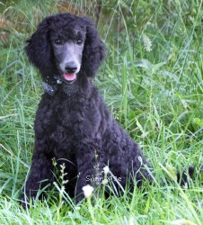 Sunridge W.O.H. Blue Belle, a blue female Standard Poodle puppy