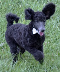 Wilshire, an abstract blue male Standard Poodle puppy for sale